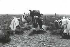 Arabs picking esparto grass – Click to enlarge